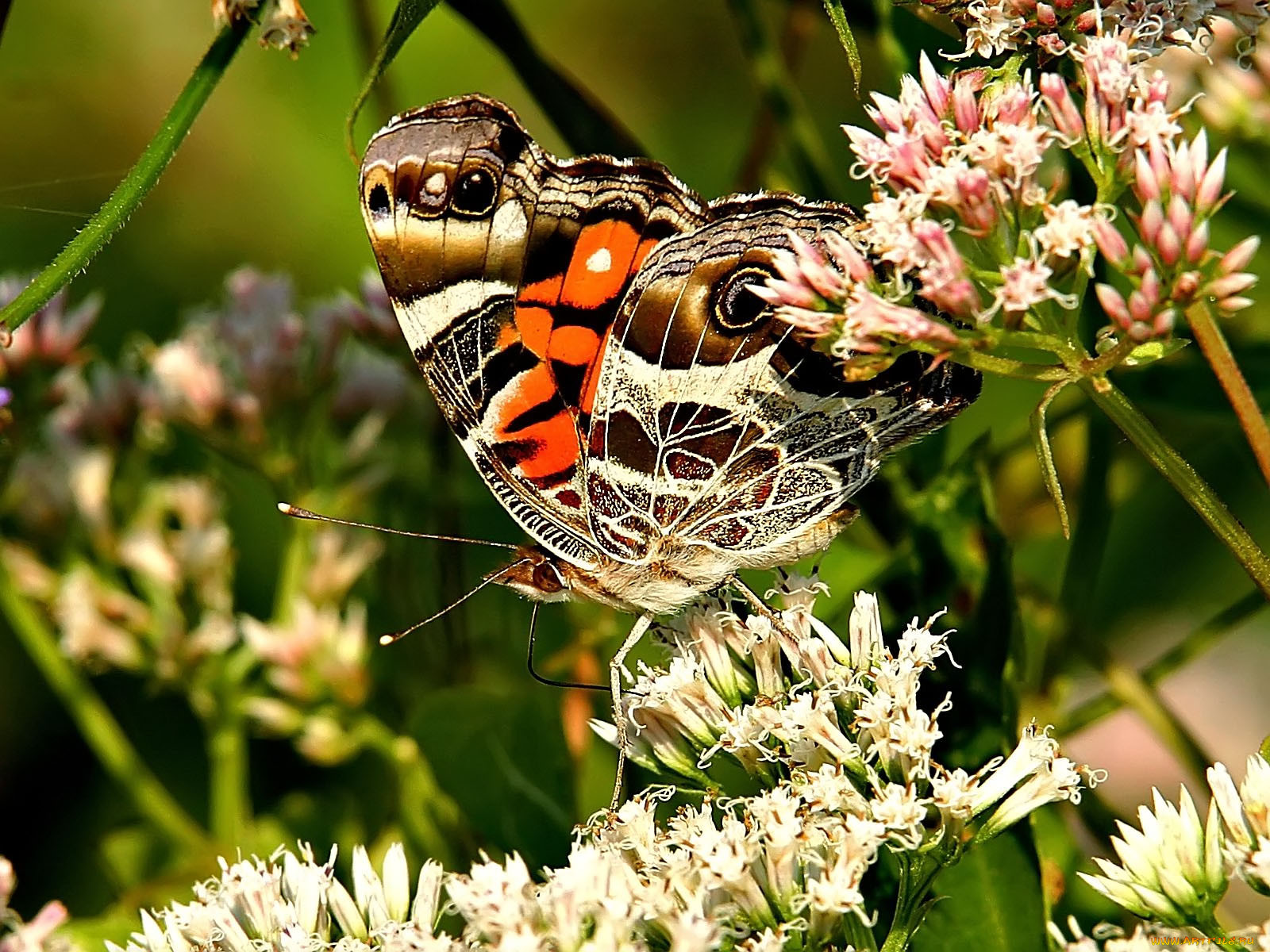 painted, lady, , 